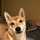 Shiba-Inu-Momo Shiba-Inu-Momo