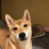Shiba-Inu-Momo