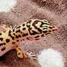 🕊️ふりゆり🦎