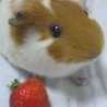よこチｬ