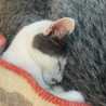 Chanjo★