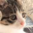 黒ねこ3129