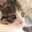 黒ねこ3129