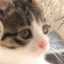 黒ねこ3129