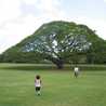 kanapin
