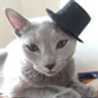 smilecats