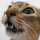 猫元気
