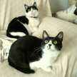 kiyopi4cats