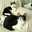 kiyopi4cats