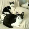 kiyopi4cats