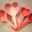 pinknosora