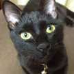 ☆ChatNoir☆
