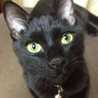 ☆ChatNoir☆