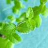 ＊mintmint＊