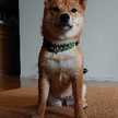 JO_Bamboo