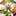 yakimyuかーら yakimyuかーら