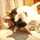 ruicocco