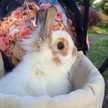 picapican