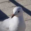 marinmirin