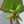 琴音ivy