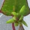 琴音ivy