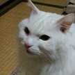 きゃうゃ