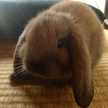 ♧モカのお世話係♧