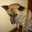 犬のハナチャン