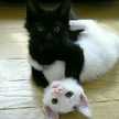 ♡mamyu♡