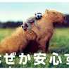 なおあいりおなな