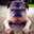 puggle