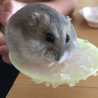 べっつぃー