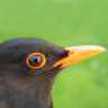 black*bird