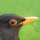 black*bird