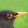 black*bird