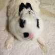arnev