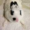 arnev