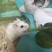クック川上ゆうこ
