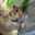 toyo_chan