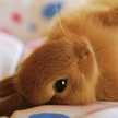 ゆず猫ゆうか