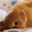 ゆず猫ゆうか