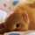 ゆず猫ゆうか ゆず猫ゆうか