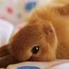 ゆず猫ゆうか
