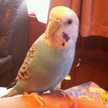 ゃすこっこ