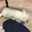 うさぎのうっかり