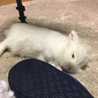 うさぎのうっかり