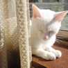 ねこたまご。