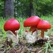 キノピオfunghi