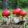 キノピオfunghi キノピオfunghi