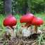 キノピオfunghi